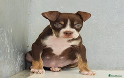 Olde English Bulldogge dogs for sale: 23 YEARS EXPERIENCE, 5⭐️RATED LICENSED.  - Image 8