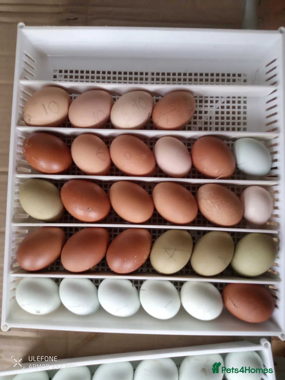 Chickens poultry for sale: Chickens for sale Daventry  - Advert 2