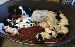 Sprocker dogs for sale: Female Sprocker puppy - Image 5