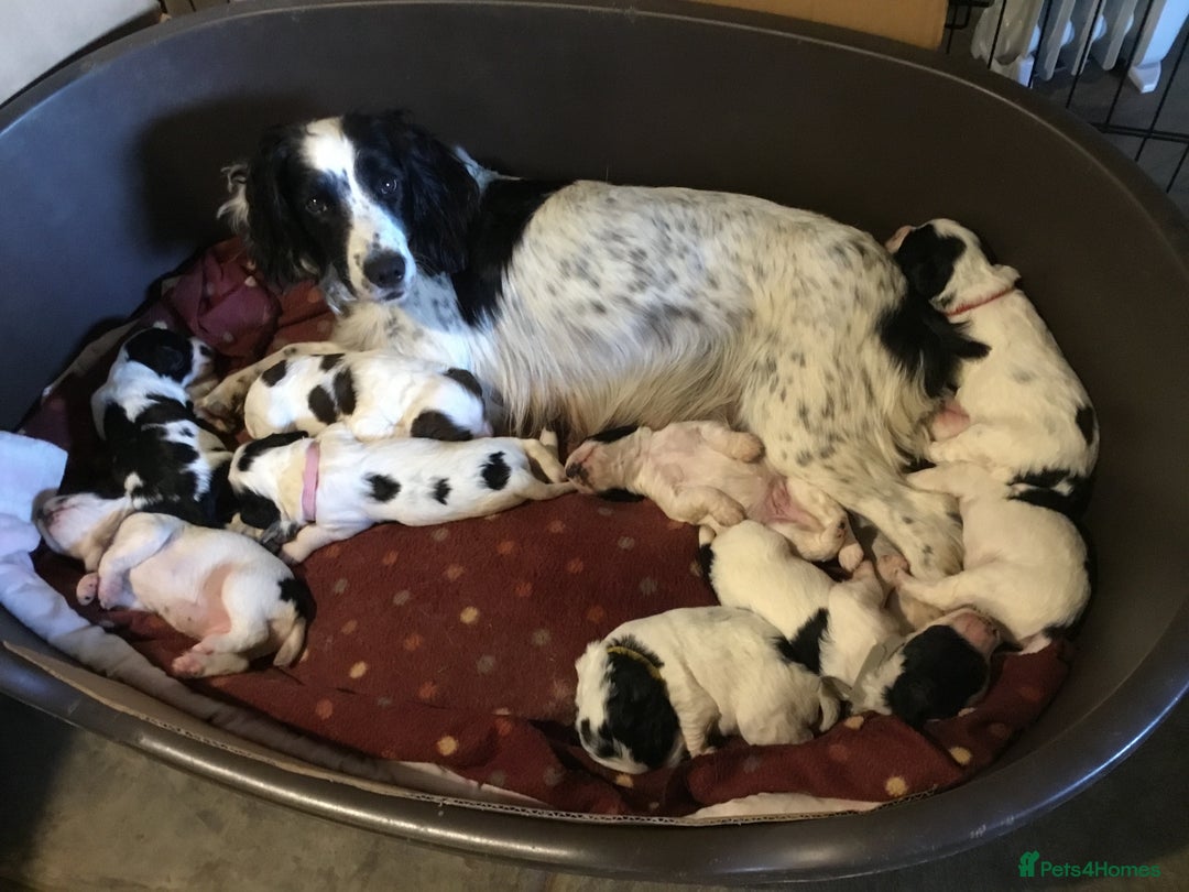 Sprocker dogs for sale: Female Sprocker puppy - Image 5