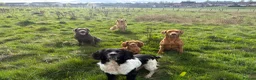 English Springer Spaniel dogs for sale: Working Spaniel – Due to Retire Soon - Advert 4