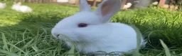 New Zealand rabbits for sale: Top Quality Rabbits! Proven Parents & Bunnies - Advert 4