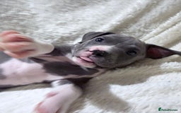 American Bully dogs for sale: Abkc Pocket Bully X Abkc classic Bully puppies - Image 10