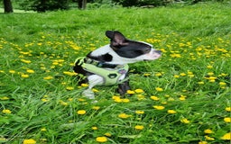 Boston Terrier dogs for stud: KC Reg Boston Terrier for Stud - Image 12
