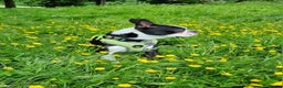 Boston Terrier dogs for stud: KC Reg Boston Terrier for Stud - Advert 12