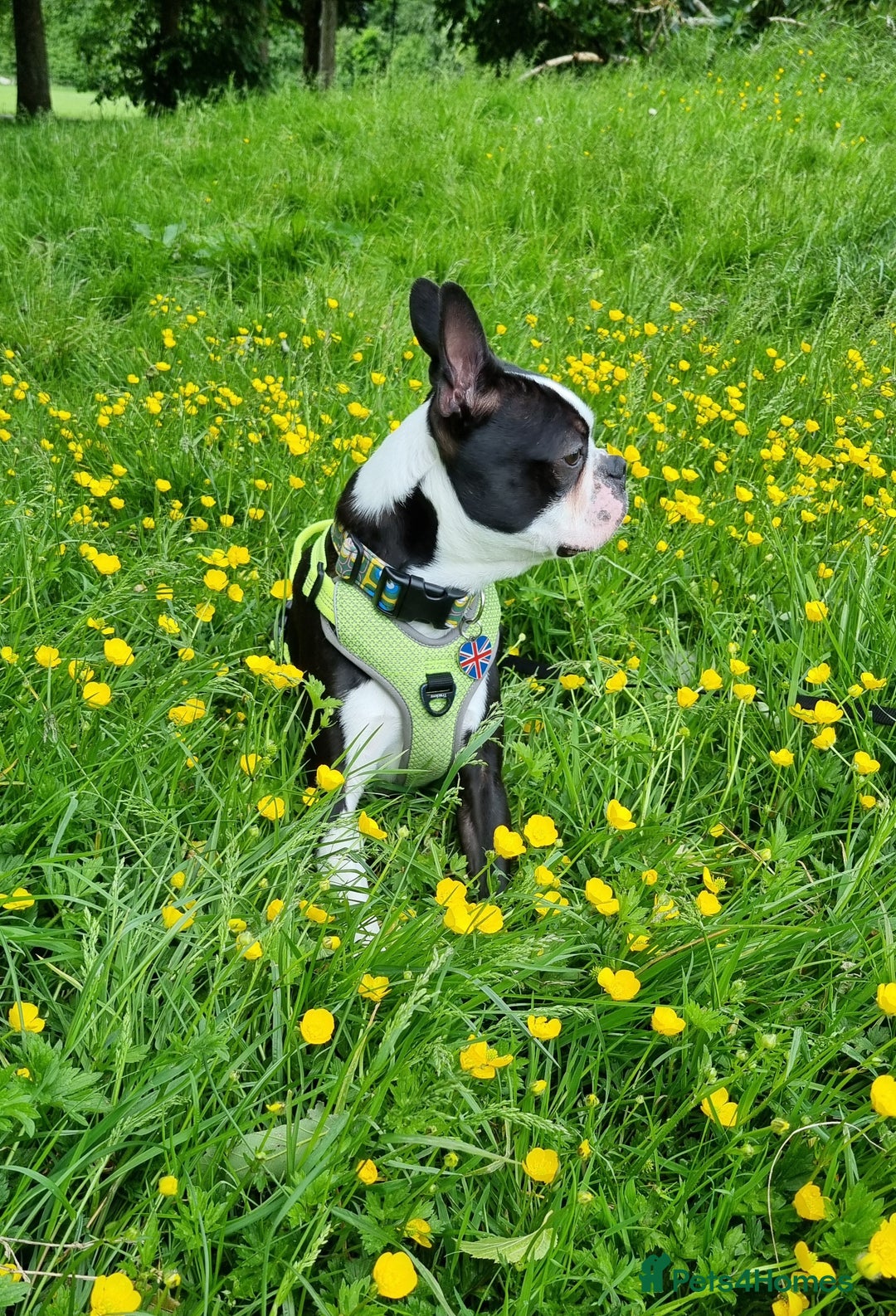 Boston Terrier dogs for stud: KC Reg Boston Terrier for Stud - Image 12
