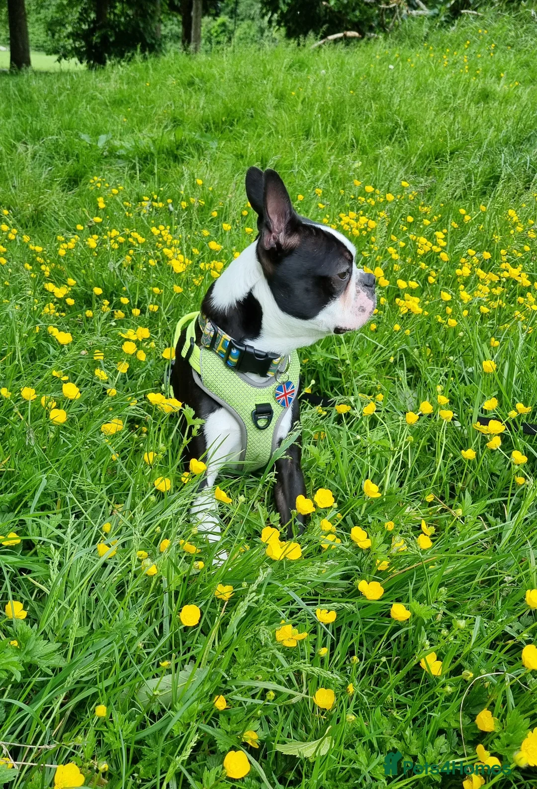 Boston Terrier dogs for stud: Proven KC Reg Boston Terrier for Stud - Advert 12