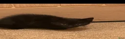 Mixed Breed cats for sale: Black kittens  in Penicuik - Advert 2