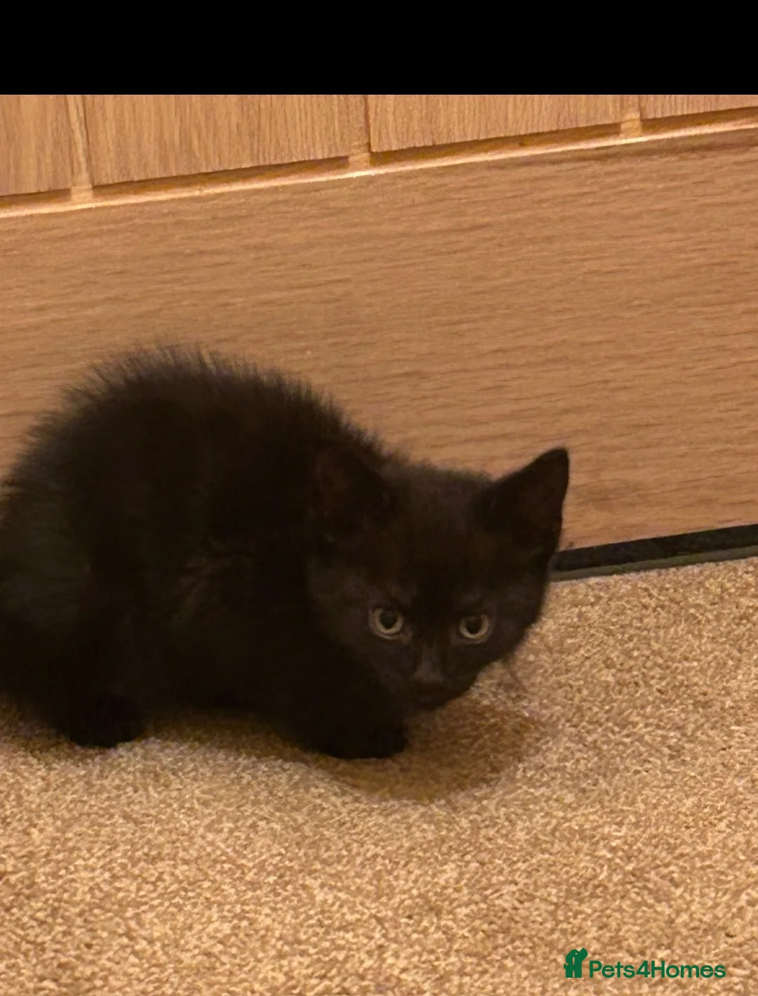 Mixed Breed cats for sale: Black kittens  in Penicuik - Advert 2
