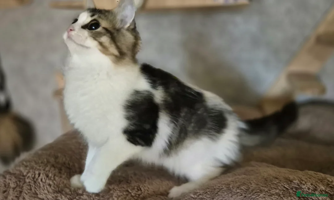 Munchkin cats for sale: Munchkin × British Longhair  - Advert 3