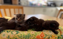 British Longhair cats for sale:  British longhair kittens 3 male 1 female  - Image 6