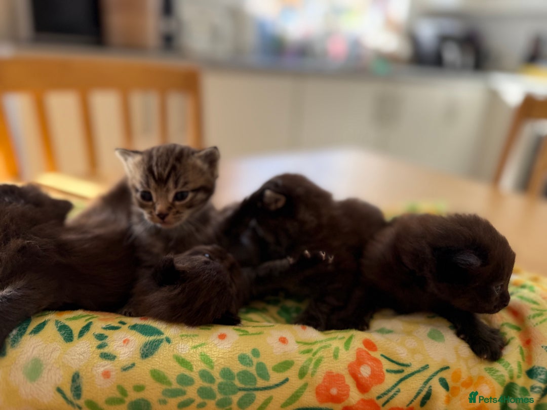 British Longhair cats for sale:  British longhair kittens 3 male 1 female  - Image 6