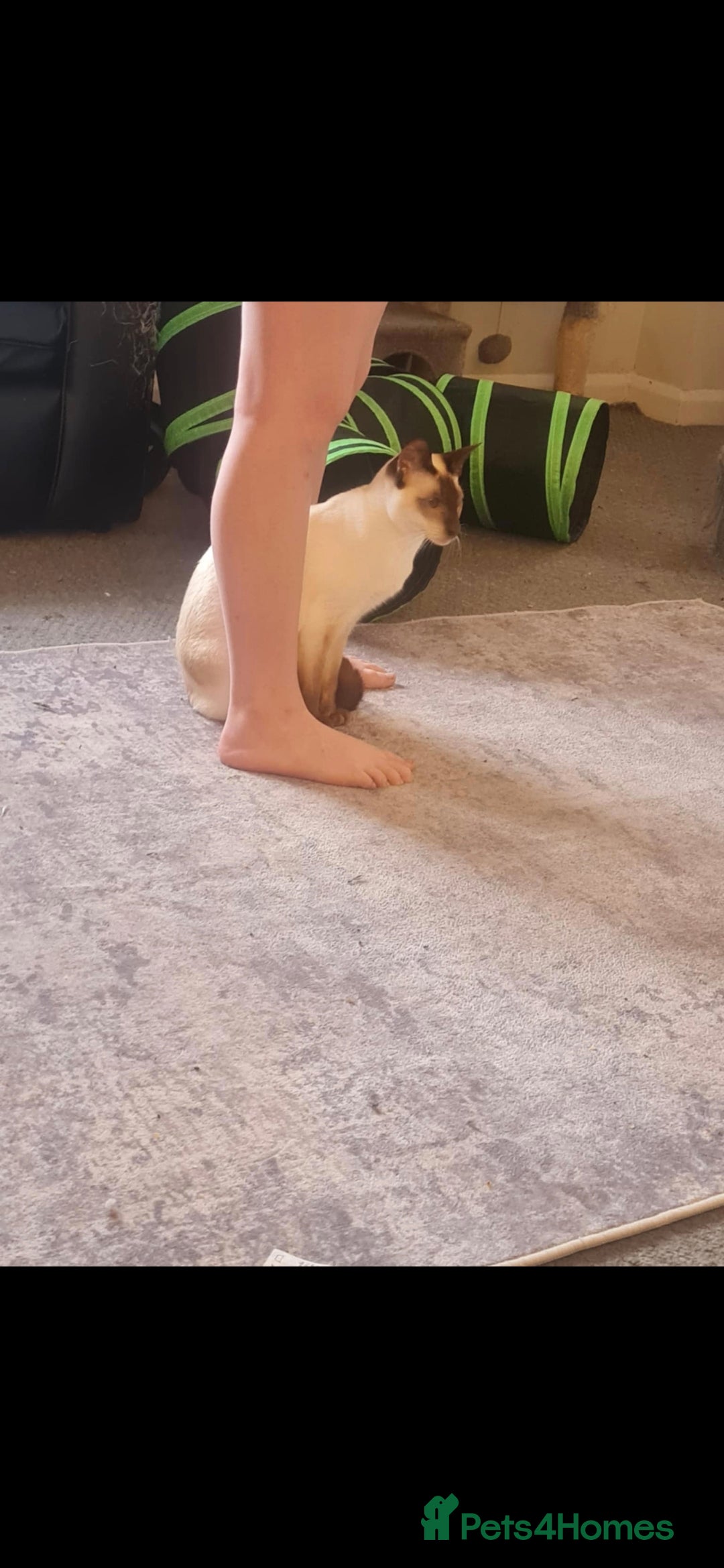 Siamese cats for sale: 3 x 2 y/o siamese males - Image 12