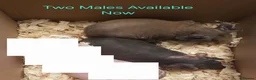 Guinea Pig rodents for sale: Skinny Pigs Males and Females available now - Advert 4