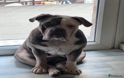 Olde English Bulldogge dogs for sale: Harley looking for new home - Image 2