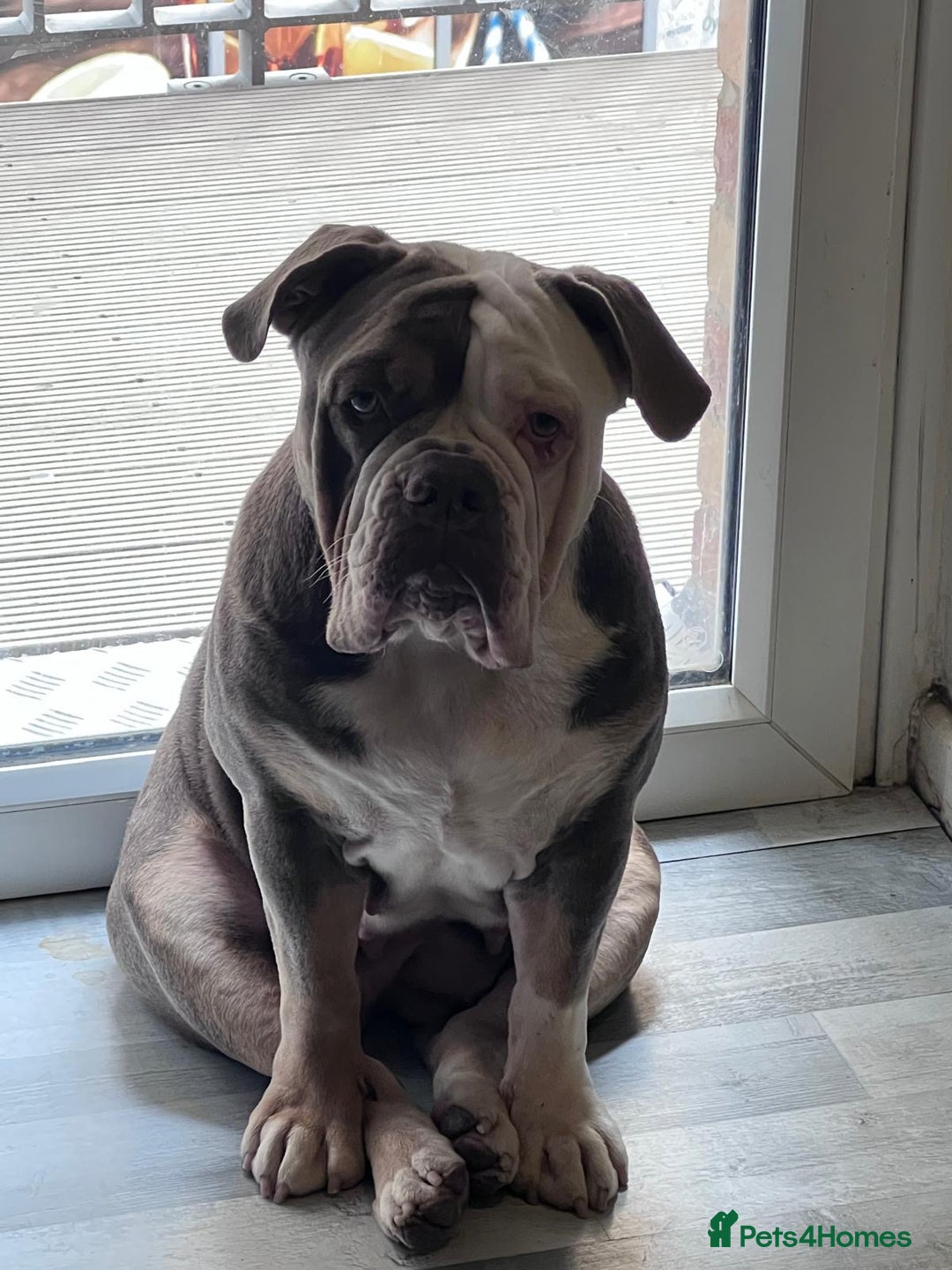 Olde English Bulldogge dogs for sale: Harley looking for new home - Image 2