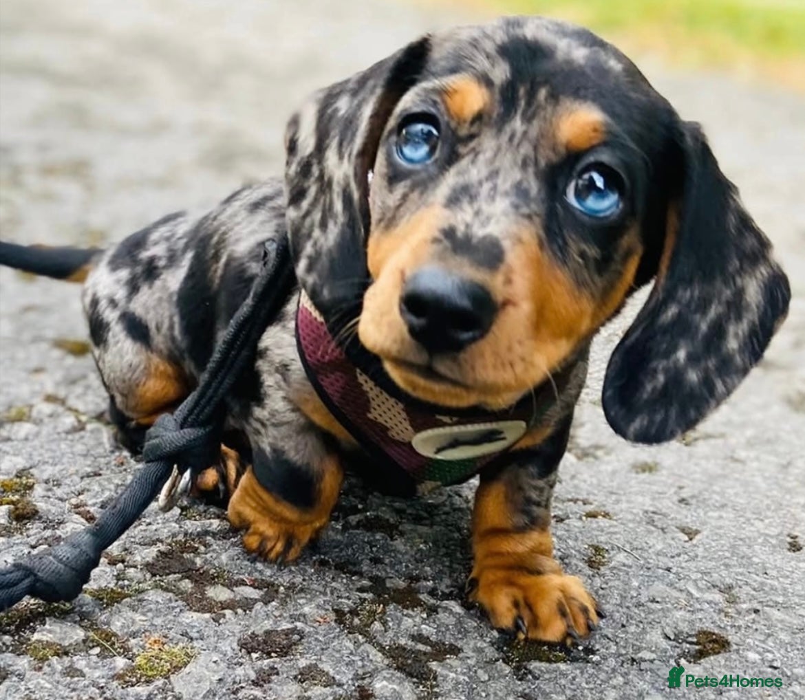 Miniature Dachshund dogs OUTSTANDING INSTAGRAM MINI DACHSHUNDS  - Advert 7