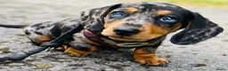 Miniature Dachshund dogs for sale: OUTSTANDING INSTAGRAM MINI DACHSHUNDS  - Advert 1