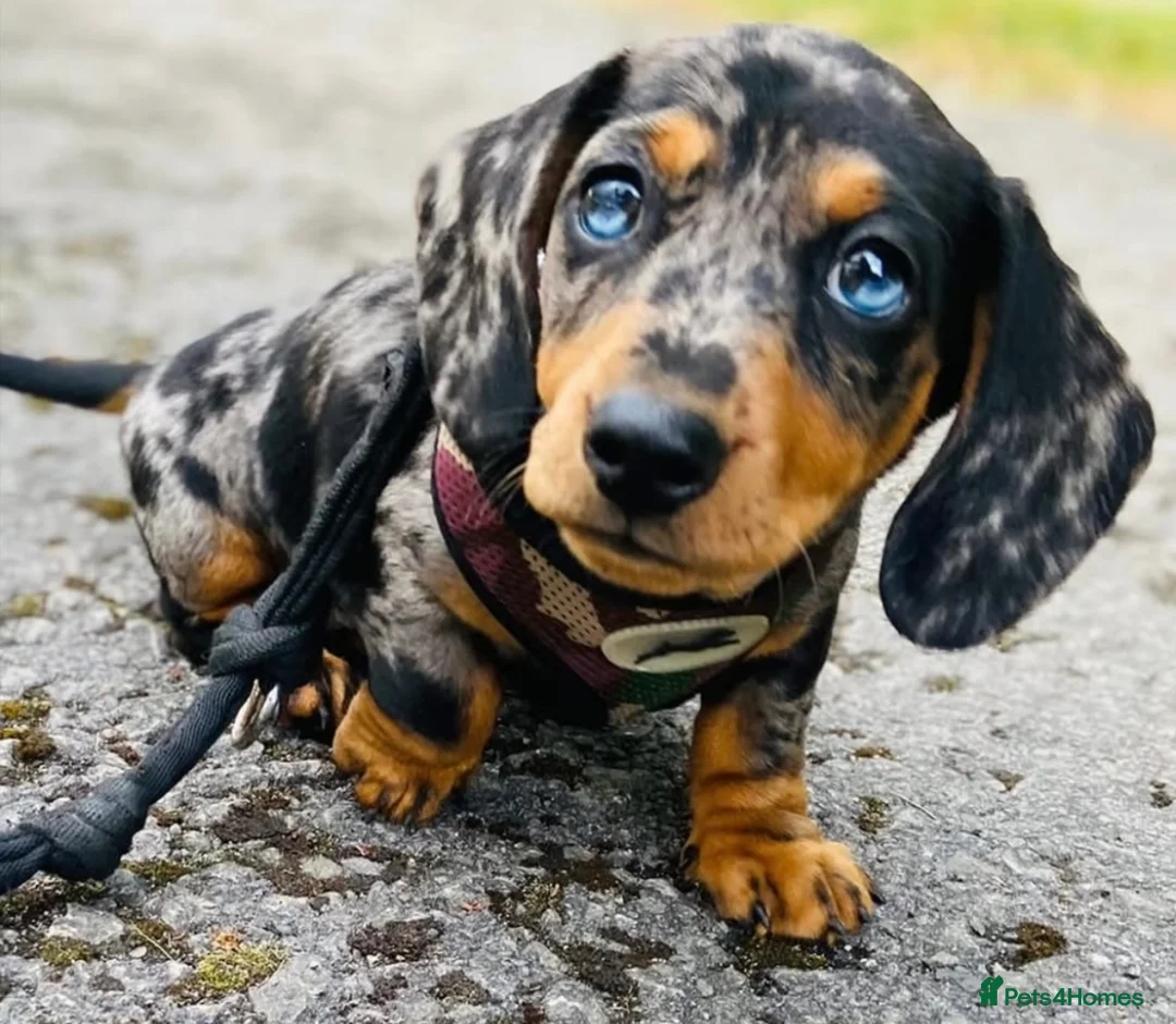 Miniature Dachshund dogs for sale: OUTSTANDING INSTAGRAM MINI DACHSHUNDS  - Advert 1