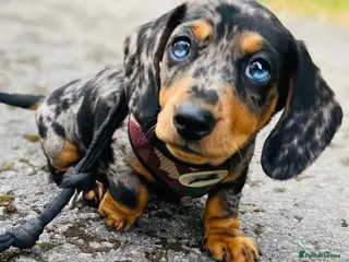 Miniature Dachshund dogs OUTSTANDING INSTAGRAM MINI DACHSHUNDS - Advert 7