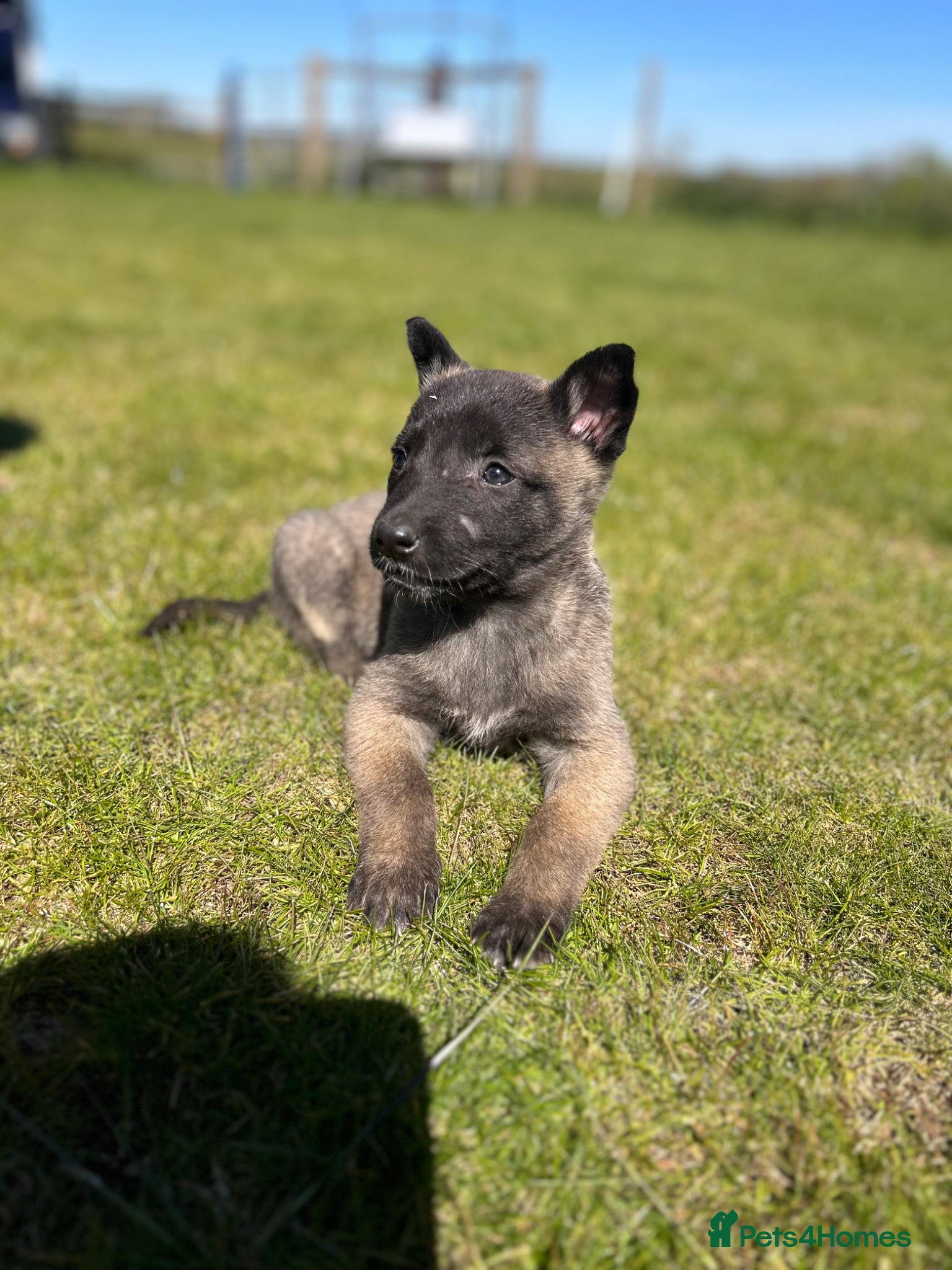 Mixed Breed dogs Mali x Shepherd puppies. 4 boys & 1 girl.  - Advert 1