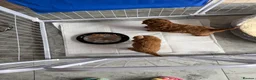Cavapoo dogs for sale: 2x Cavapoo F1B pups 1 boy 1 girl available  - Advert 23