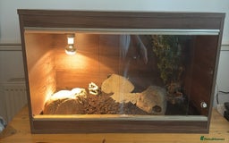 Leopard Gecko reptiles for sale: 2 leopard geckos with full vivarium and supplies - Image 6
