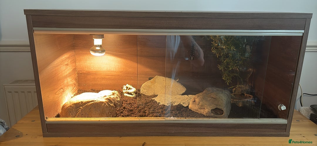 Leopard Gecko reptiles for sale: 2 leopard geckos with full vivarium and supplies - Image 6