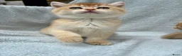 British Shorthair cats for sale: Pedigree chinchilla golden kittens ✨ NY12 - Advert 18