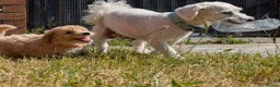 Poochon dogs for sale: F1 Poochon Puppies READY TO LEAVE *reduced* - Advert 13