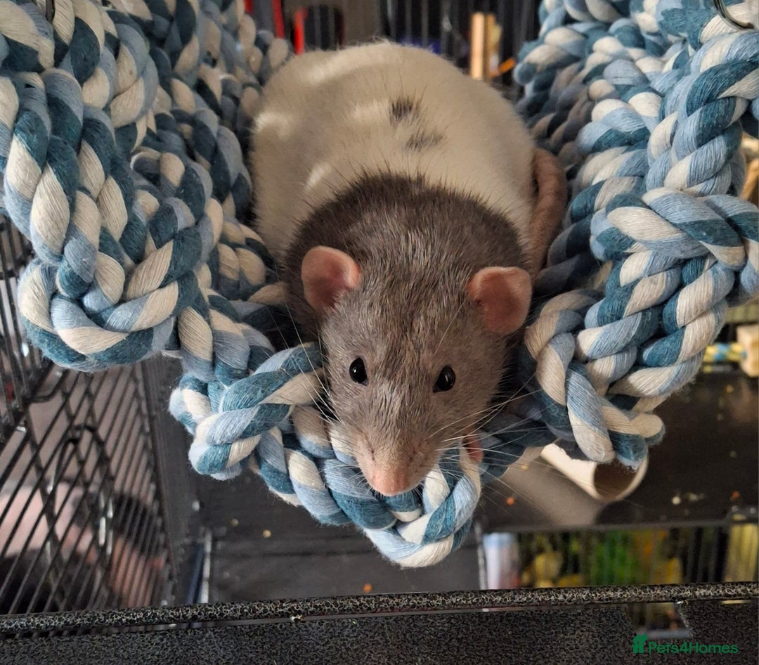 Rat rodents for sale: Male fancy rats - Advert 8