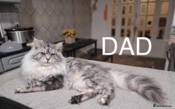 Maine Coon cats for sale: Full Maine Coone Kittens - Image 8