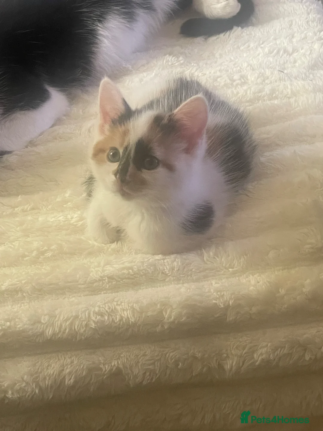 Mixed Breed cats for sale: 2 lovely kittens ready to go  - Advert 3