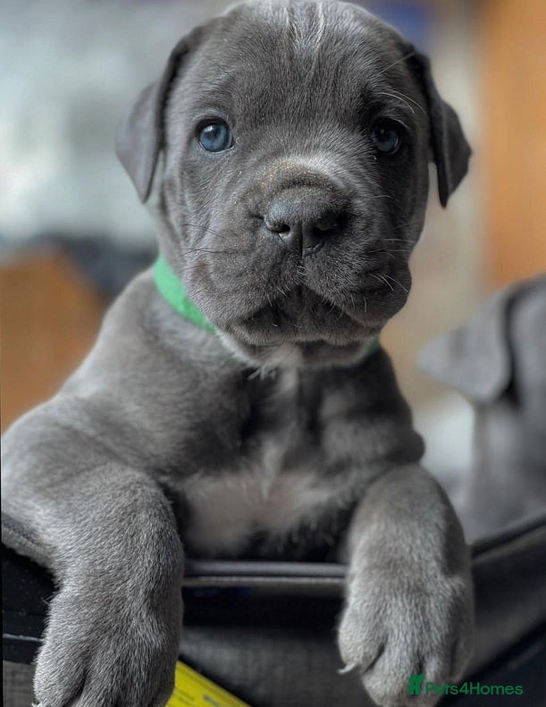 Cane Corso dogs From Our Home to Yours-Cane Corso Puppies - Advert 1