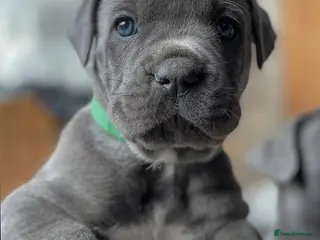 Cane Corso dogs From Our Home to Yours-Cane Corso Puppies - Advert 1