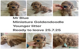 Goldendoodle dogs for sale: Top Quality Goldendoodle x Australian labradoodle  in Brough - Image 8