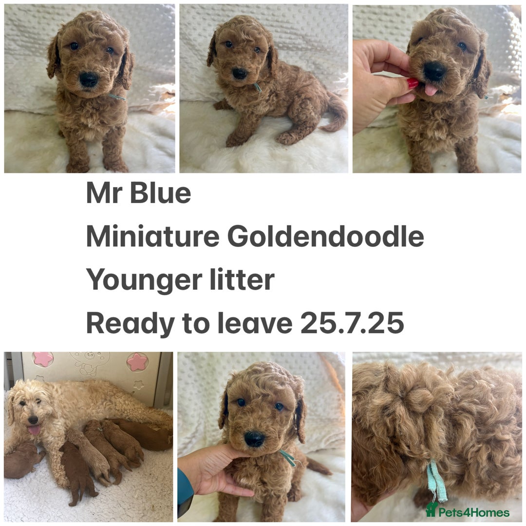 Goldendoodle dogs for sale: Top Quality Goldendoodle x Australian labradoodle  in Brough - Image 8