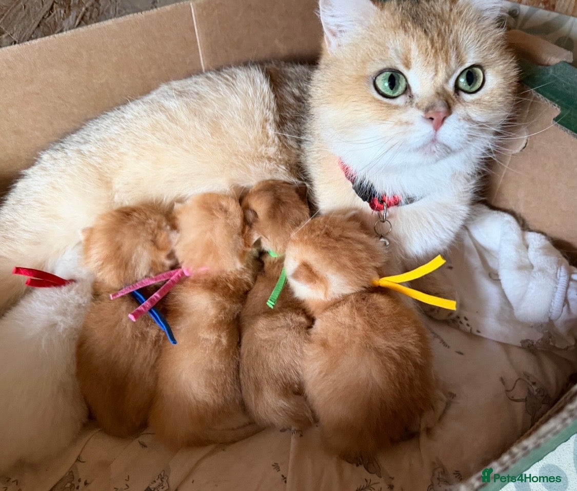British Shorthair cats for sale: British shorthair golden adorable kitten GCCF  - Advert 23