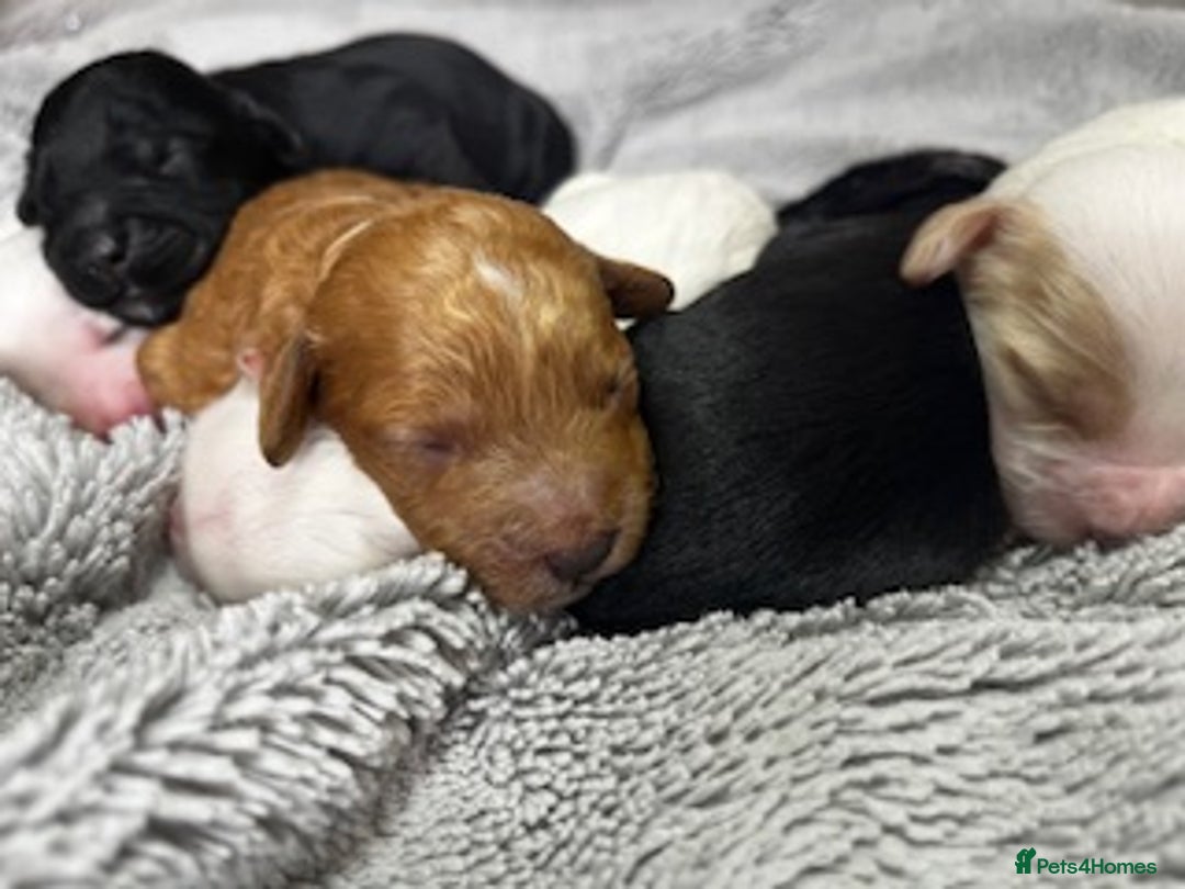 Australian Labradoodle dogs for sale: 6 Gorgeous Australian Labradoodle Puppies - Image 12