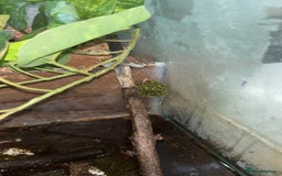 Frog reptiles for sale: 2 X Mossy Frogs and Set Up for sale - Image 4