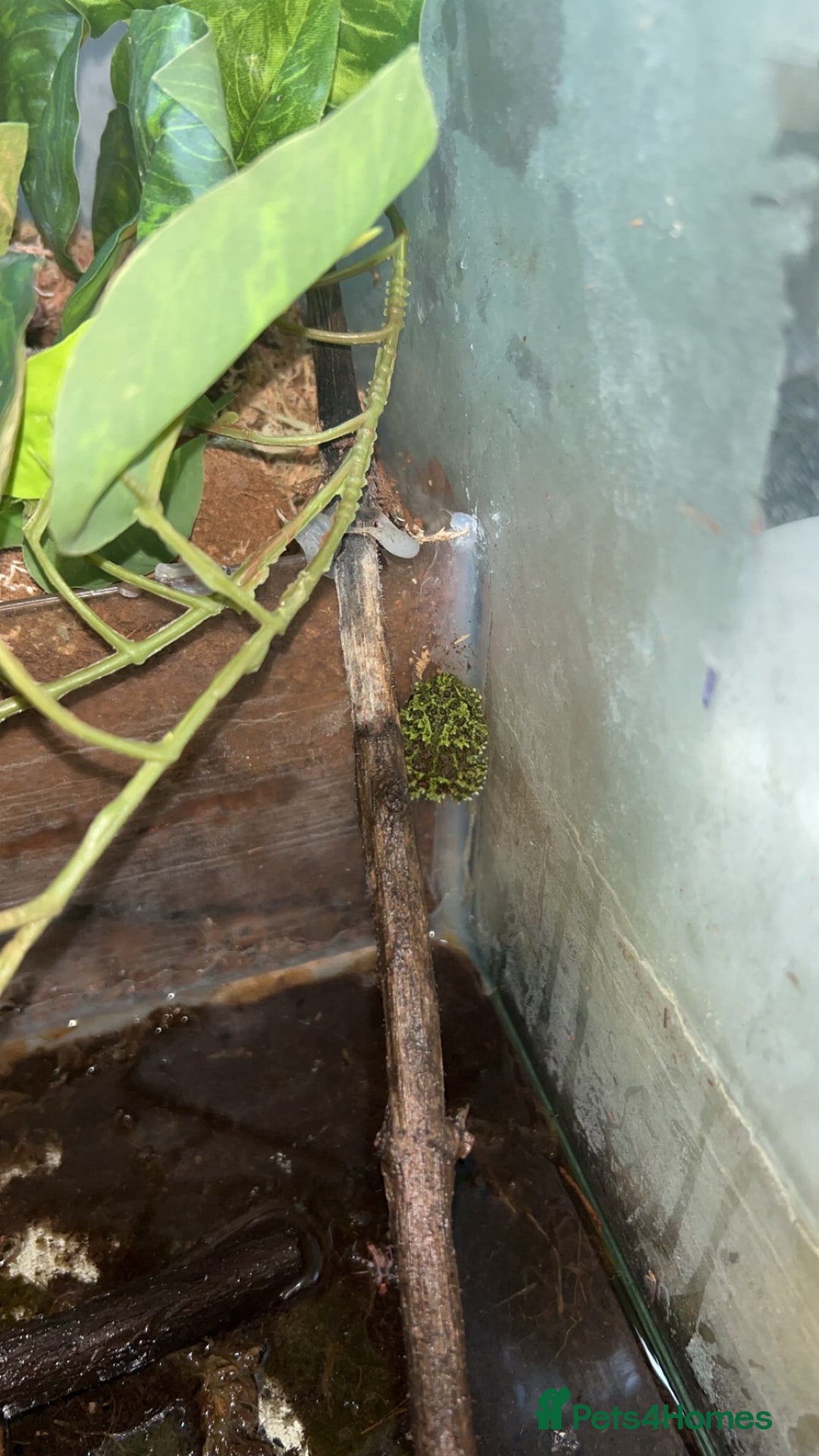 Frog reptiles for sale: 2 X Mossy Frogs and Set Up for sale - Image 4