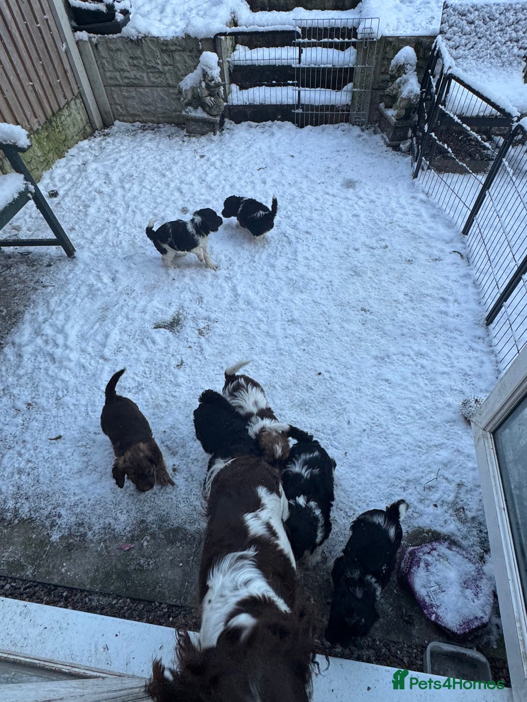 Mixed Breed dogs for sale: 8 Springer mix Puppies - Advert 5