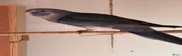 Parakeets birds for sale: Young pennants for sale - Advert 4
