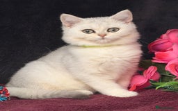 British Shorthair cats for sale: British shorthair kittens golden silver TICA - Image 22