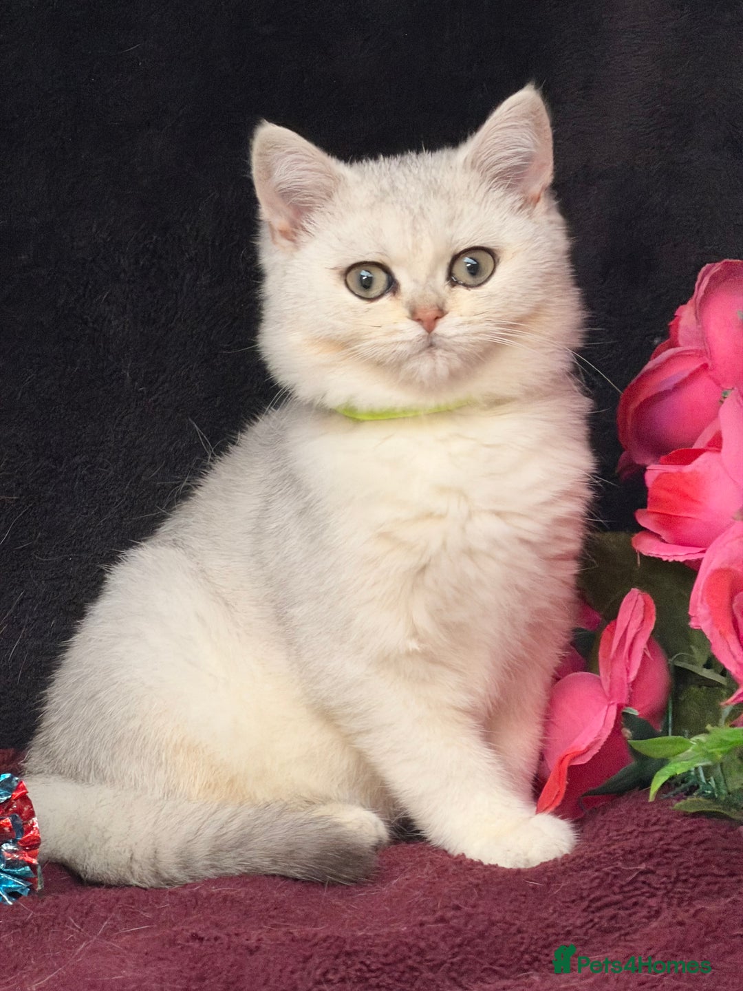 British Shorthair cats for sale: British shorthair kittens golden silver TICA - Image 22