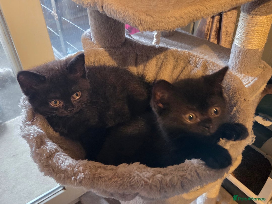 British Longhair cats for sale: Beautiful black British shorthair kittens  - Image 21