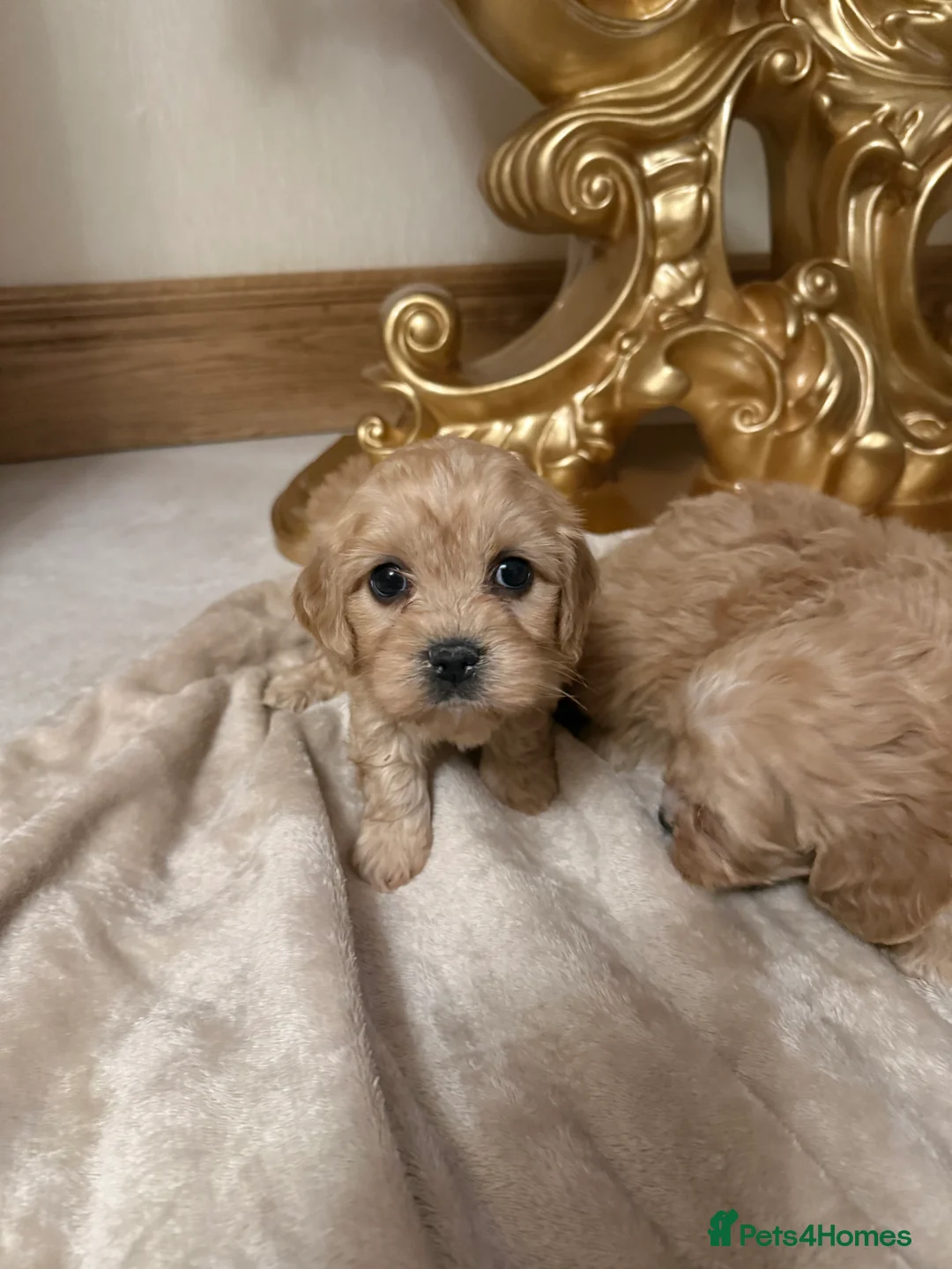 Cavapoo dogs for sale: F1 Cavapoos  - Advert 4