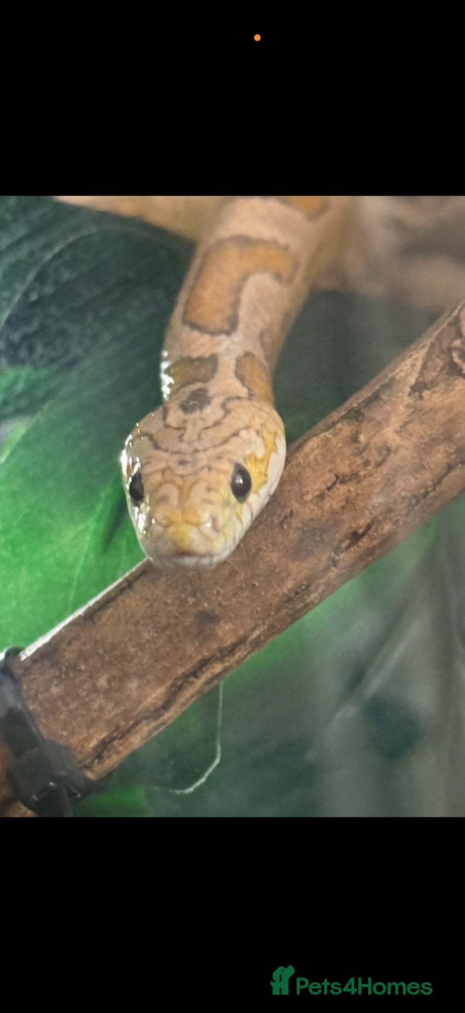 Python Snake reptiles Corn and royal  - Advert 1