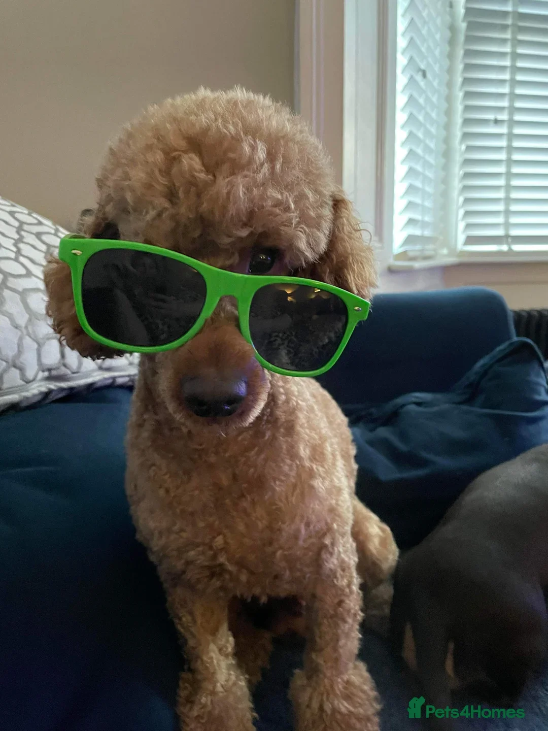 Miniature Poodle dogs for stud: FOX RED MINIATURE POODLE 🧬 DNA PRA CLEAR - Image 3