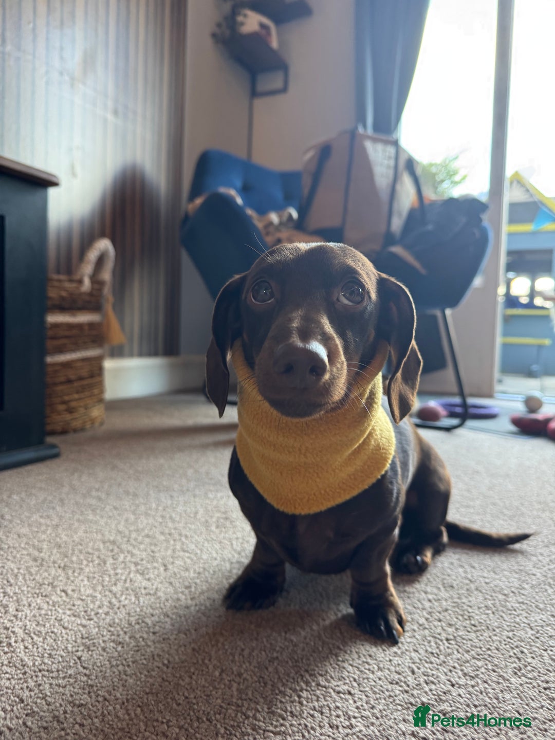 Miniature Dachshund dogs for sale: **Urgent**  - Advert 1